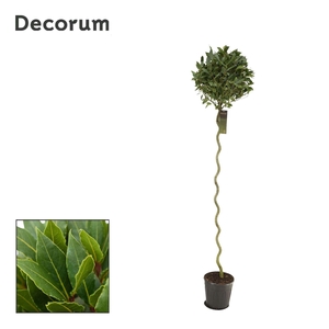 Laurus nobilis