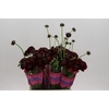 Ranunculus Romance Perigord
