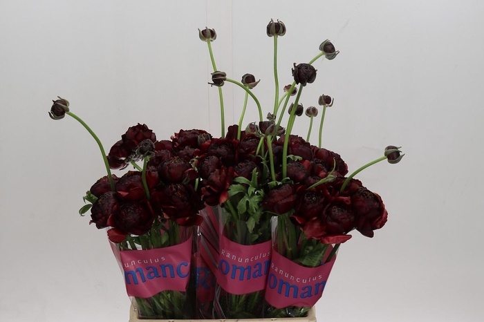 Ranunculus Romance Perigord