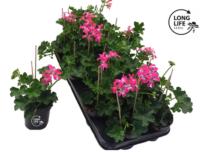 <h4>Pelargonium Peltatum 'Balkon Rose'</h4>