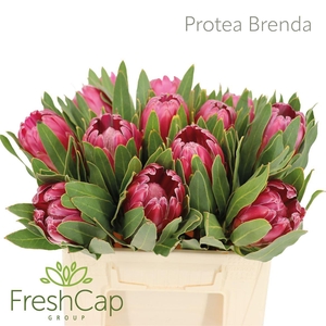 Protea 'Brenda'