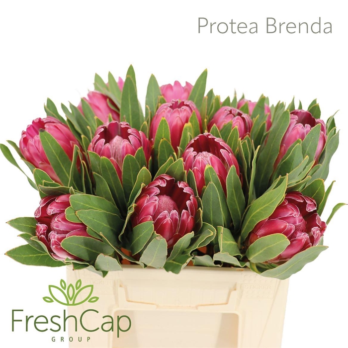 <h4>Protea Brenda</h4>