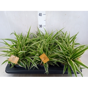 Chlorophytum com. 'Ocean'