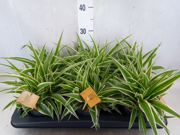 <h4>Chlorophytum com. 'Ocean'</h4>