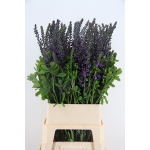 BAPTISIA AUSTRALIS