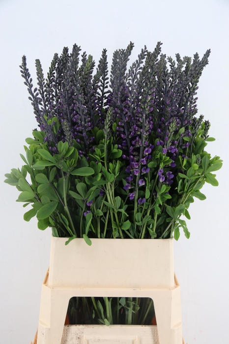 <h4>BAPTISIA AUSTRALIS</h4>