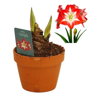Hippeastrum Minerva terracotta 15 cm
