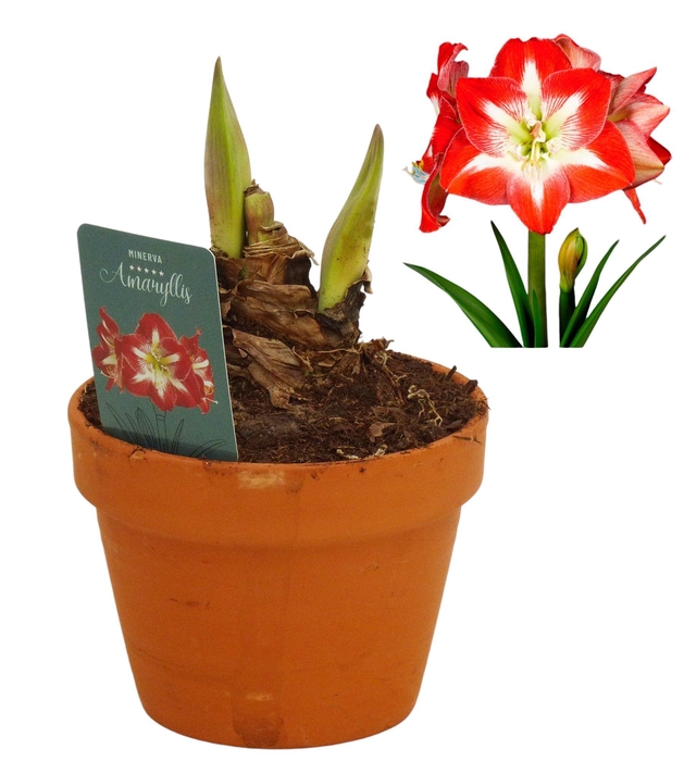 <h4>Hippeastrum Minerva terracotta 15 cm</h4>
