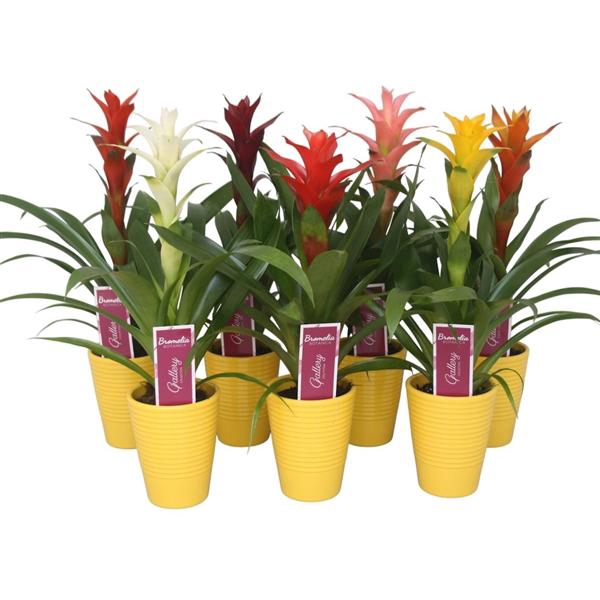 <h4>Guzmania gemengd in geel ribbel keramiek</h4>