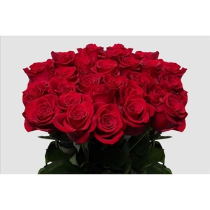 Rosa ec freedom