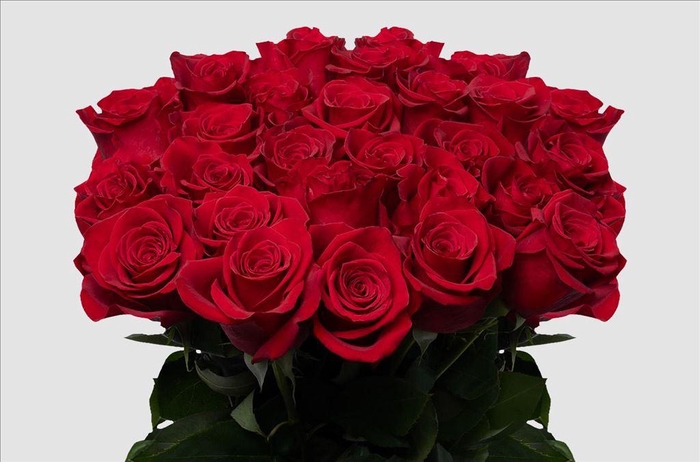<h4>Rosa ec freedom</h4>