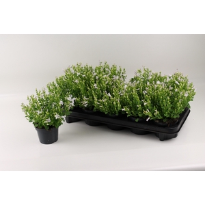 CAMP PORTENSCHLAGIAN