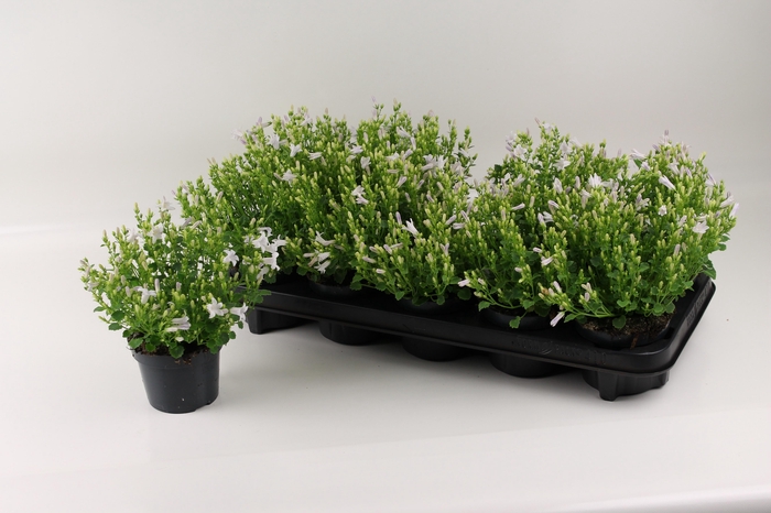 <h4>CAMP PORTENSCHLAGIAN</h4>