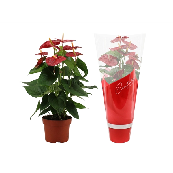 <h4>Anthurium Jambo Red in Couture sleeve</h4>