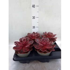 Echeveria   ...not flowering