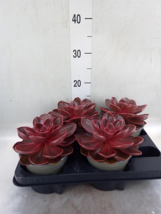 <h4>Echeveria   ...not flowering</h4>