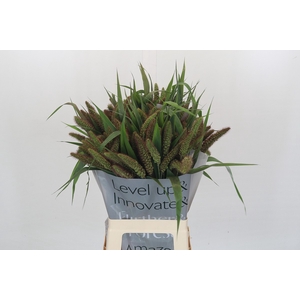 Setaria Italica Red Jewel