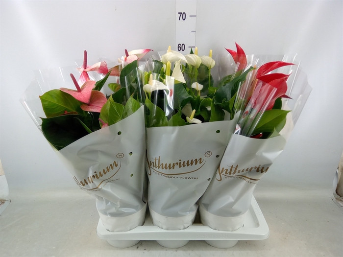 <h4>Anthurium andr.   ...mix  3</h4>