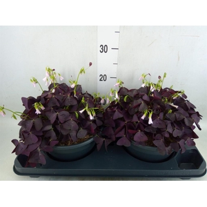 Oxalis trian. 'Mijke'