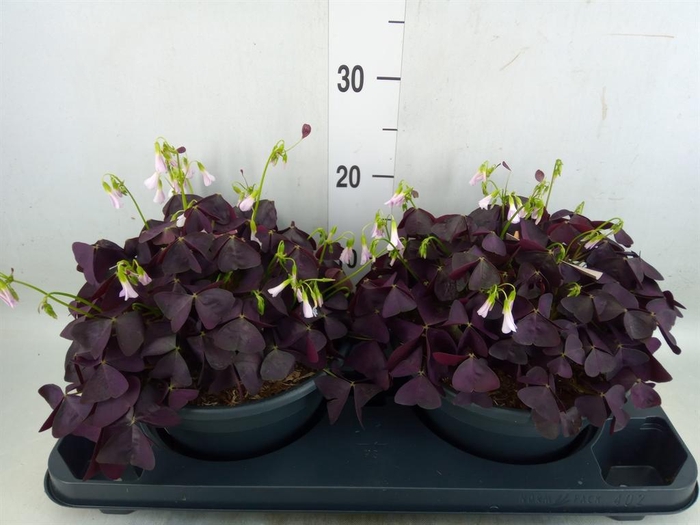 <h4>Oxalis trian. 'Mijke'</h4>