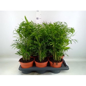 Chamaedorea elegans