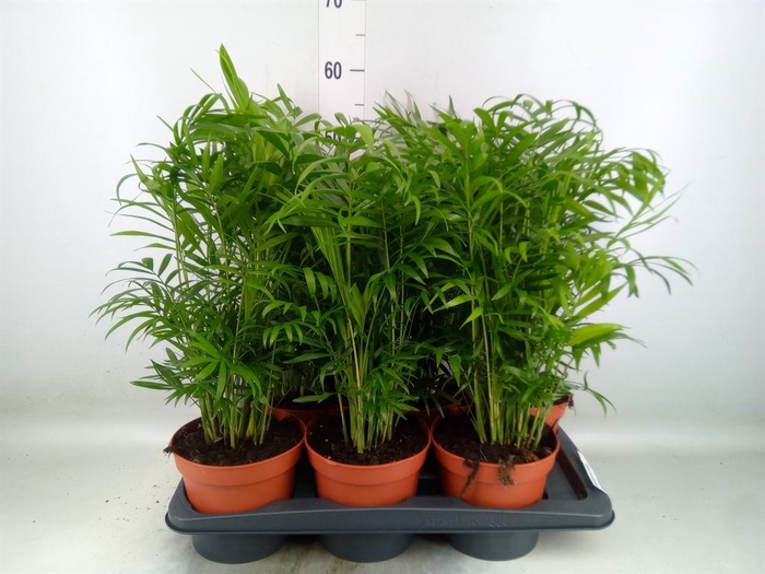 <h4>Chamaedorea elegans</h4>