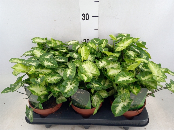 <h4>Syngonium  'Pixie'</h4>