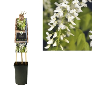 Wisteria floribunda 'Alba' +3.0 label