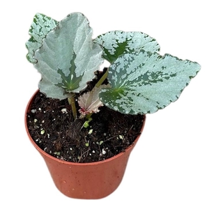 Begonia Grey Earl