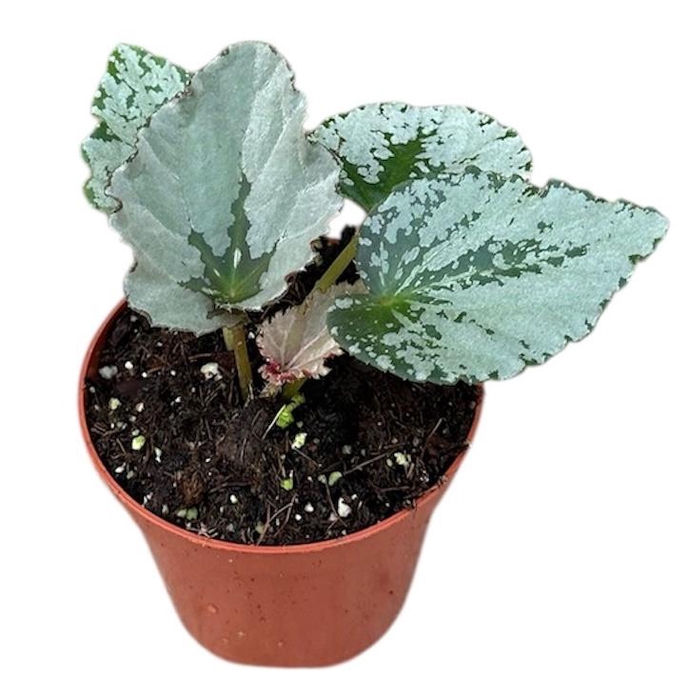<h4>Begonia Grey Earl</h4>