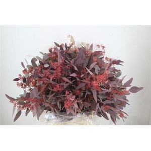 Euca Populus Berry 300gr Abs Red P Bunch