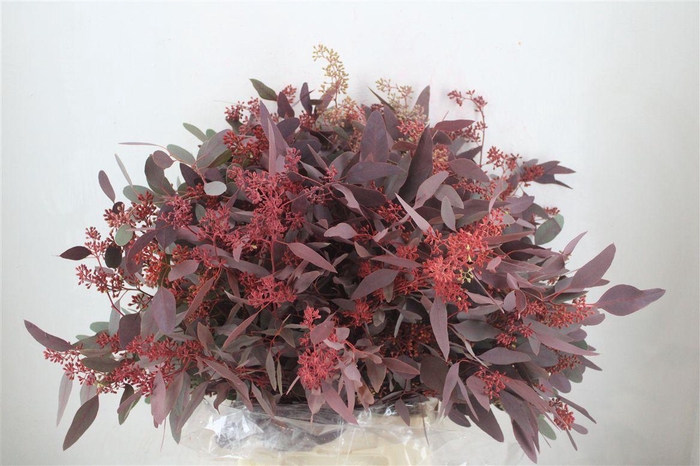 <h4>Euca Populus Berry 300gr Abs Red P Bunch</h4>