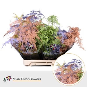 Asparagus lang Easter Mix