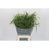 Panicum Fountain