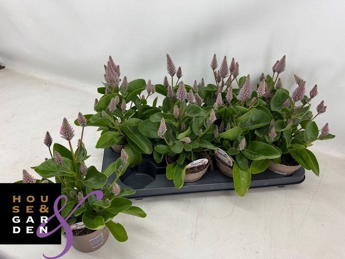 <h4>PTILOTUS EX JOEY</h4>