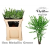 ILEX METALLIC GREEN 80 cm
