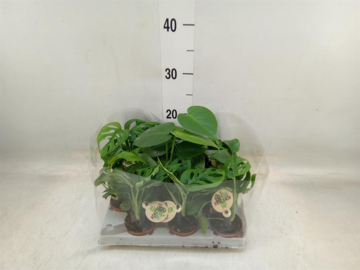 <h4>Monstera   ...</h4>