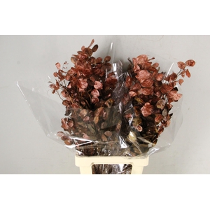 DF Lunaria Choco Mother of Pearl