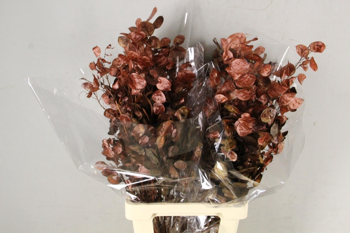 <h4>DF Lunaria Choco Mother of Pearl</h4>