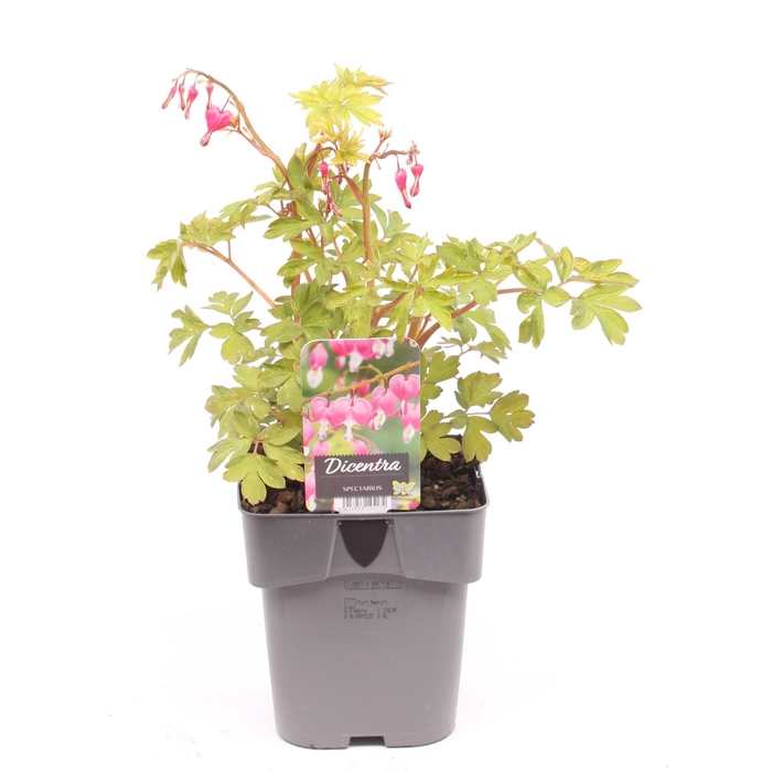 <h4>Dicentra spectabilis</h4>