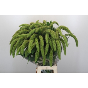Setaria Italica Green Pearl