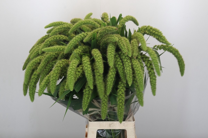 <h4>Setaria Italica Green Pearl</h4>