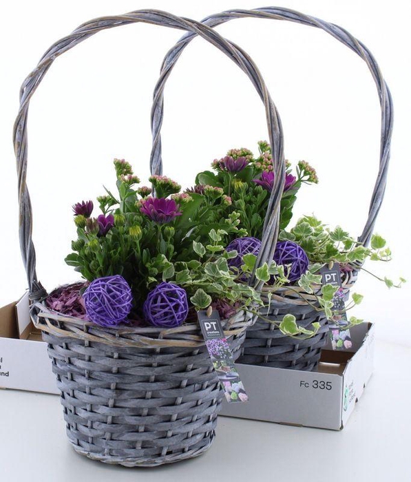 <h4>ARR TUINPLANTEN</h4>