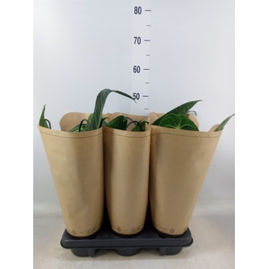 Anthurium   ...