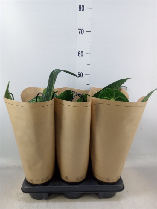 <h4>Anthurium   ...</h4>