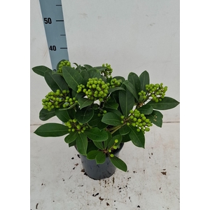 Veitchii 19cm 8+ tros