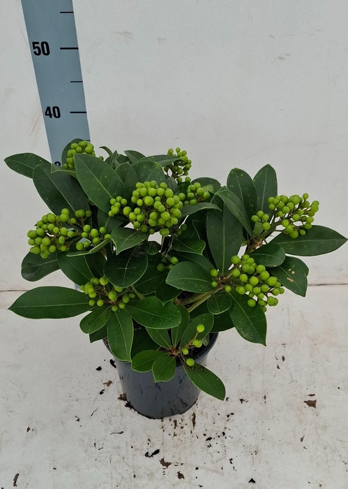 <h4>Veitchii 19cm 8+ tros</h4>