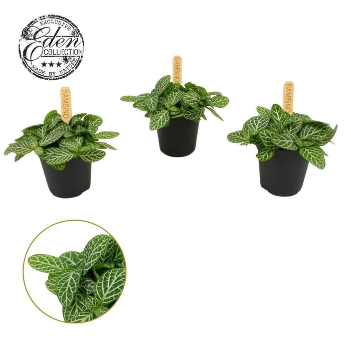 <h4>Fittonia Verschaffeltii 5,5cm</h4>