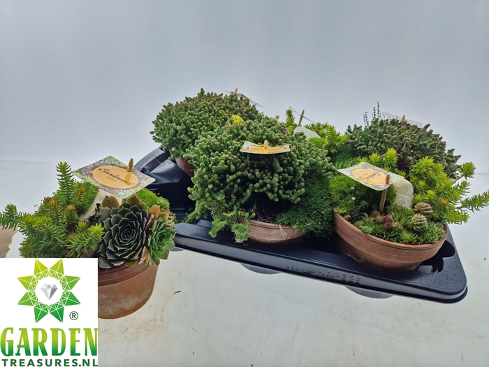 <h4>ARR TUINPLANTEN</h4>