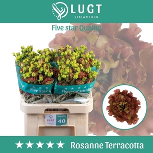 Lisianthus do rosanne terracotta